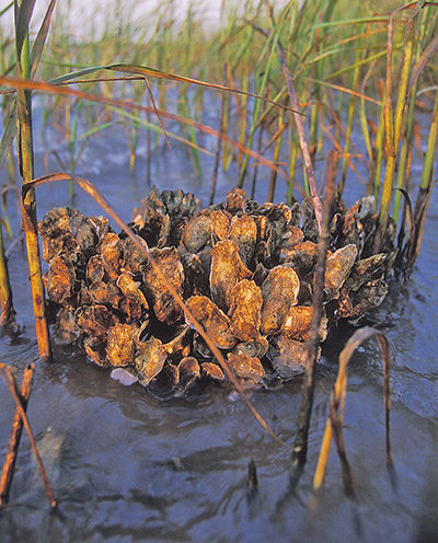 Oyster reef at low tide